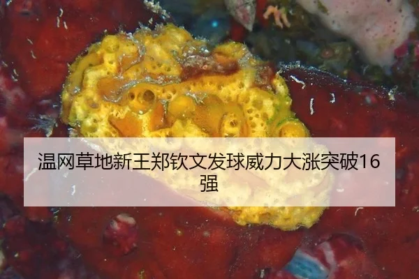 温网草地新王郑钦文发球威力大涨突破16强